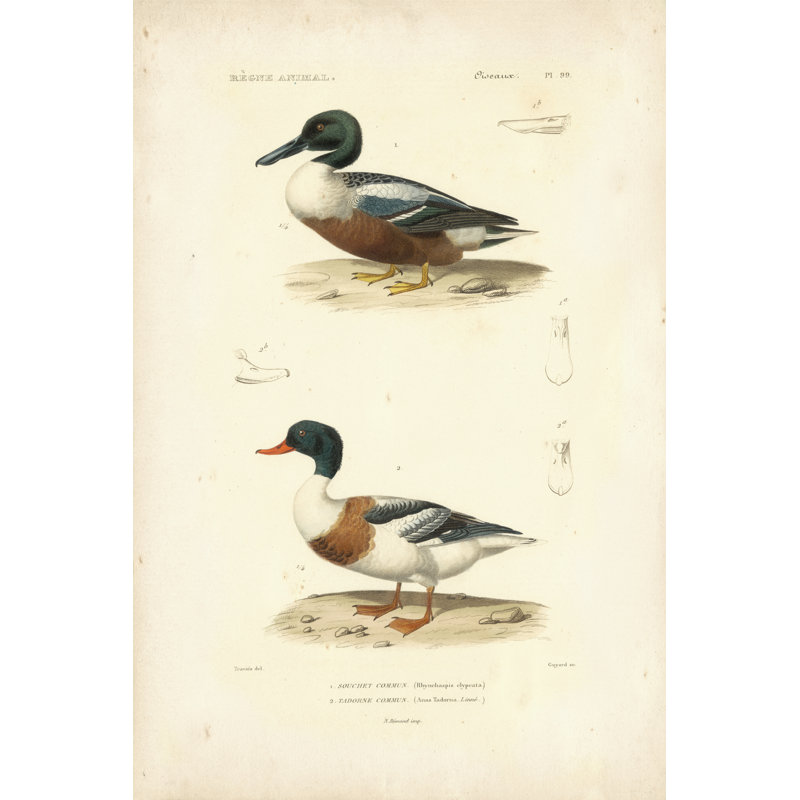 Étude de canard antique II, H 30 po x l 20 po x P 1,25 po