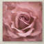 «Misty Rose Pink Rose» par Cora Niele - reproduction de photo sur toile-31106336