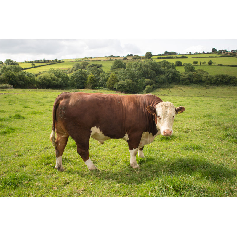 Hereford Bull In Field - Wrapped Canvas Print, 81cm H x 122cm W