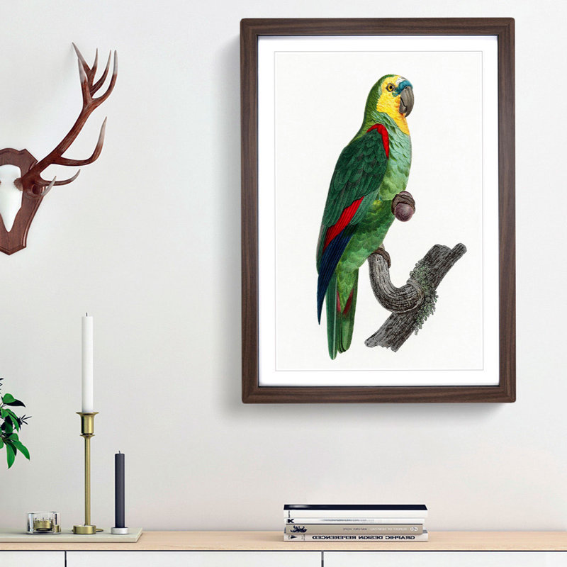 A Turquoise-Fronted Parrot by F. Levaillant - Framed Print, Walnut Framed, 45cm H x 33cm W x 2cm D