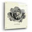 «Linen Légumes BW Sketches» par Studio Mousseau-725794629
