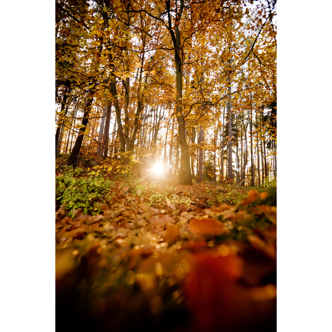 Autumn Forest von Nikada - Wrapped Canvas Set