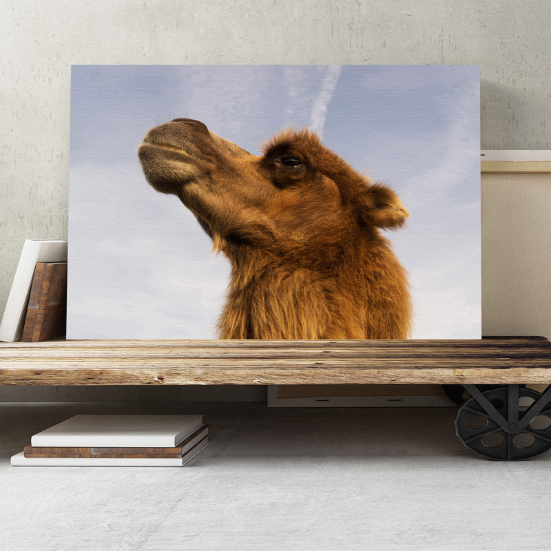 Camel Photographic - Wrapped Canvas, 50cm H x 76cm W