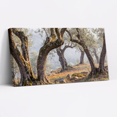 Tableau sur toile représentant des troncs d'oliviers moussus dans un bosquet ensoleillé