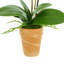 Phalaenopsis Orchid with Bamboo Floral Arrangements in Vase-321435863