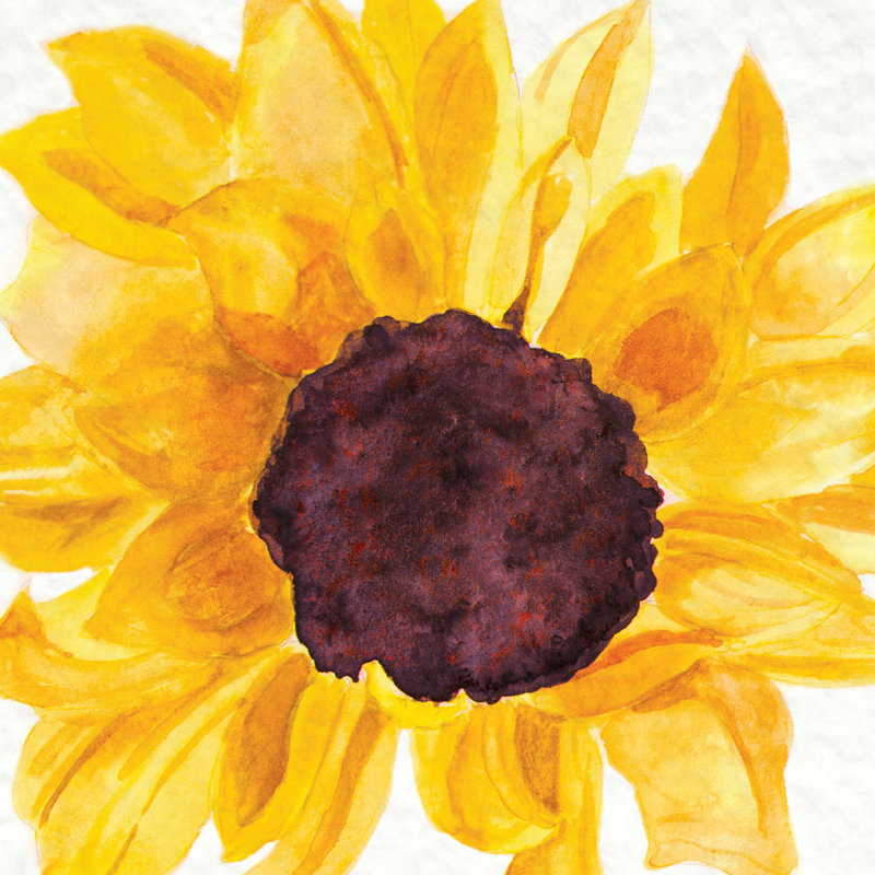 Tournesol - peinture sur toile tendue, H 12 po x l 12 po