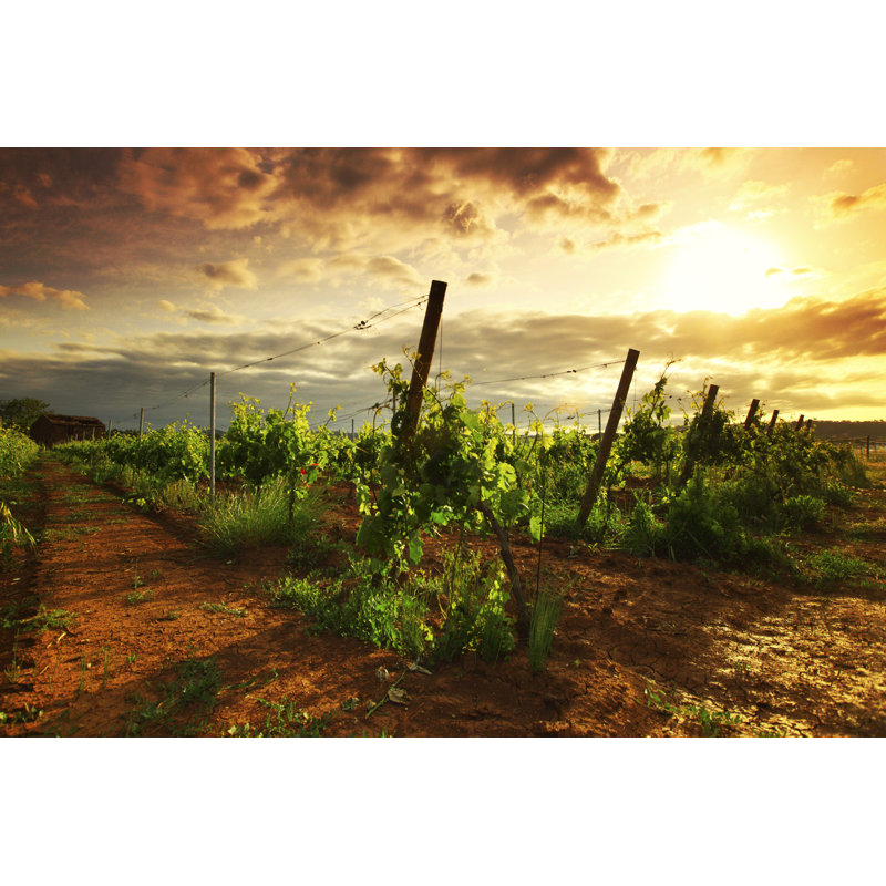 Vineyard - Photographie sur toile tendue, H 8 po x l 12 po