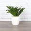 Dracaena Plant in Pot-49662292