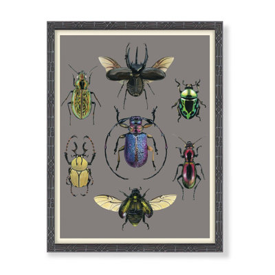 Entomology Beetles Chart Print by Thicket Design