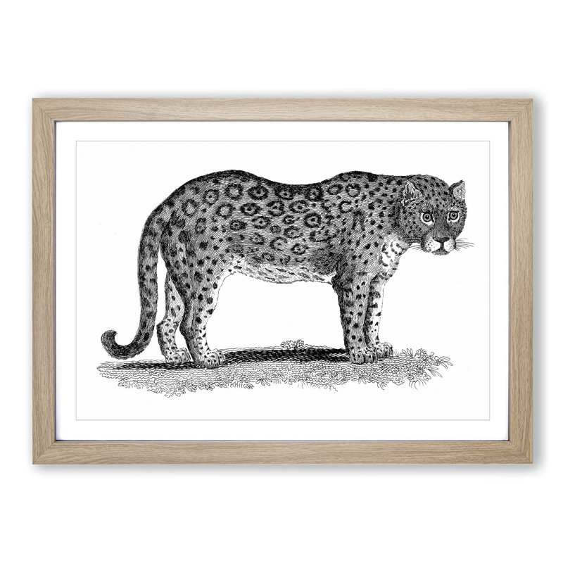 Leopard in Black & White by George Shaw - Framed Print, 36cm H x 48cm W x 2cm D, Oak Framed