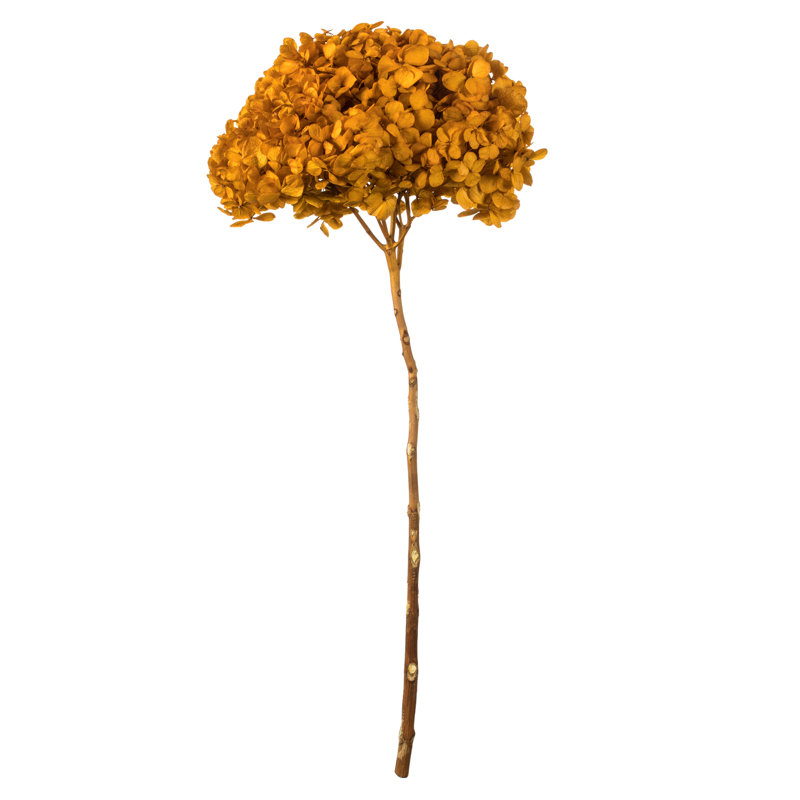Natural Botanicals 15" Hydrangea with Multiple Branch Segments, Preserved, Aspen Gold