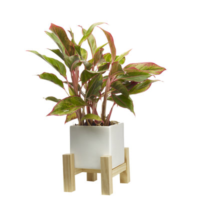 Ceramic Indoor Planter with Wood Stand