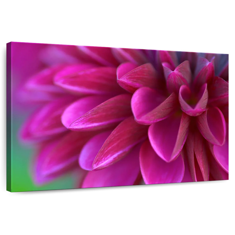 Chrysanthème rose frais Harnek, H 16 po x l 24 po