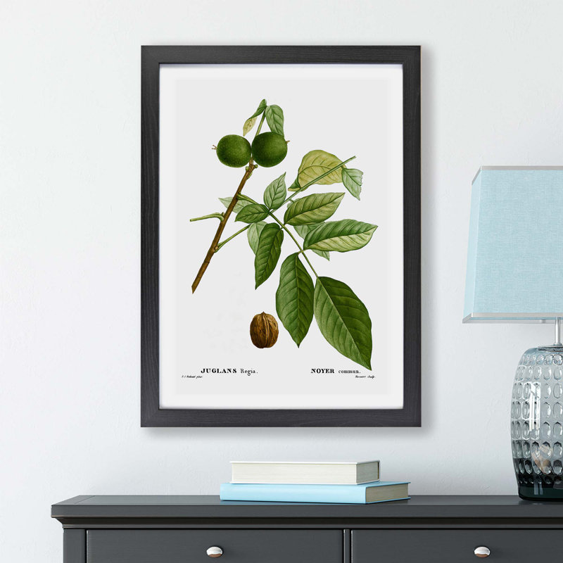 English Walnut Tree by Pierre-Joseph Redoute - Single Picture Frame Painting, 45cm H x 63cm W x 2cm D, Black