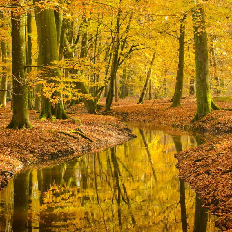 Fall Beech Tree Forest - Wrapped Canvas Print, 76cm H x 76cm W