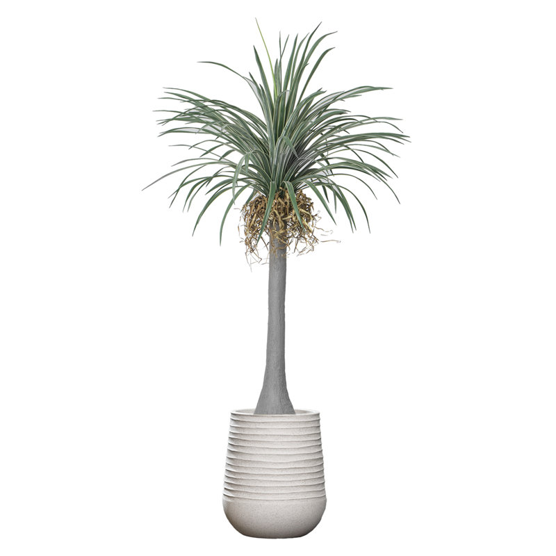 Dragon artificiel 90,08 "en pot, Blanc
