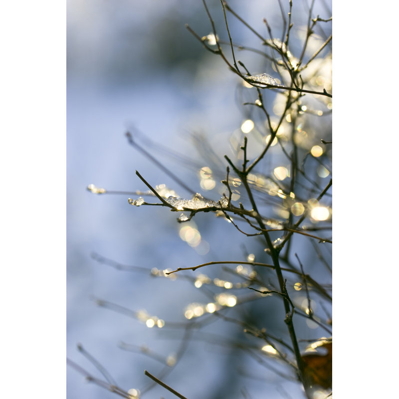 Winter Tree Branches with Lights by Heikekampe, 30" H x 20" W