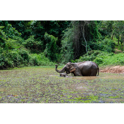 Elephant in laos 1067474350