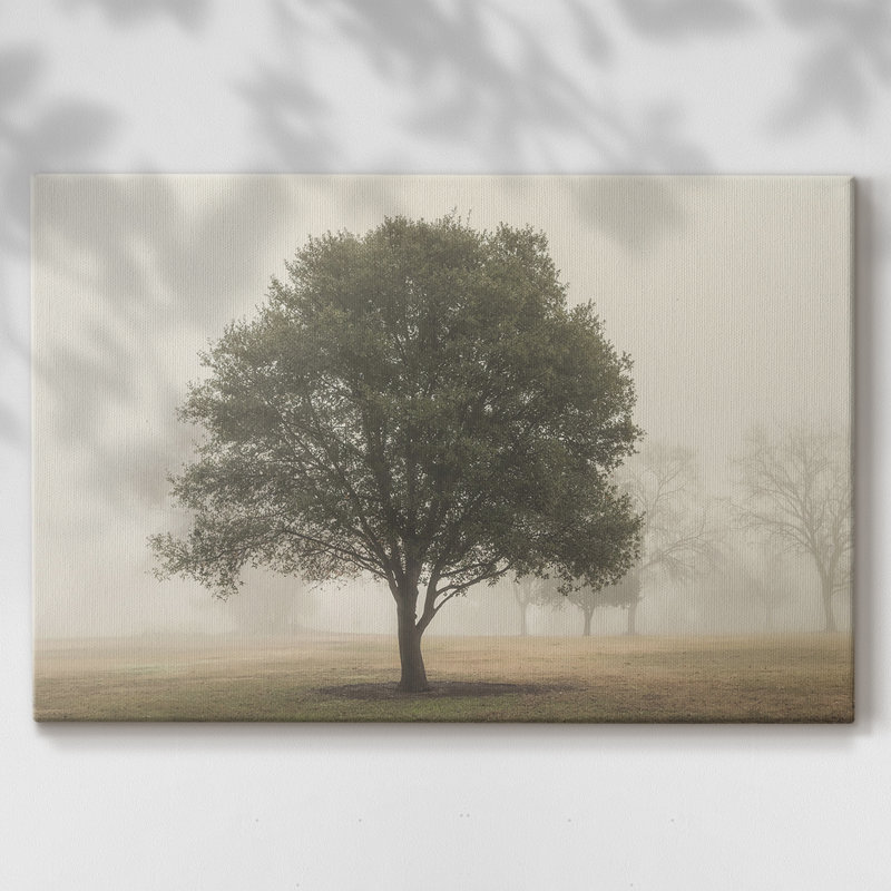 Arbres dans le brouillard I - Cavas enveloppés de galerie, 24 x 36