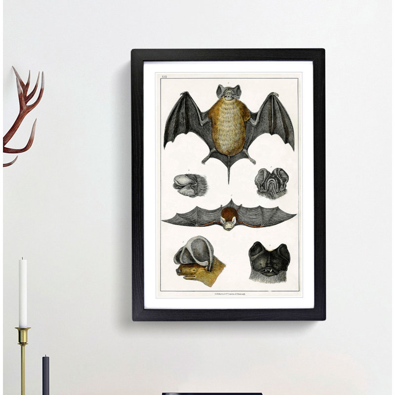 Various Bats XIII by Oliver Goldsmith - Picture Frame Painting Print, 27cm H x 36cm W x 2cm D, Black Framed