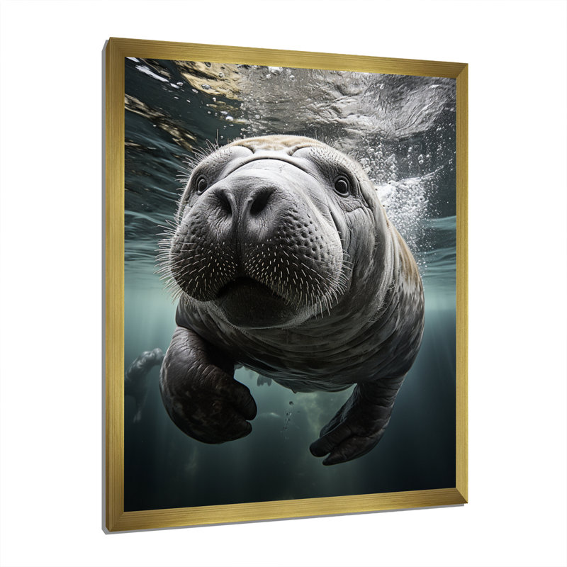 «Gray Teal Animal Manatee», reproduction sur toile, Encadrement doré, H 40 po x l 30 po x P 1,5 po