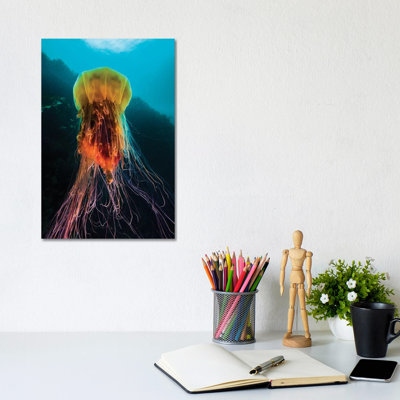 A Lion'S Mane Jellyfish Rises From The Deep In Alaska II by Jennifer Idol - Wrapped Canvas Gallery-Wrapped Canvas Giclée