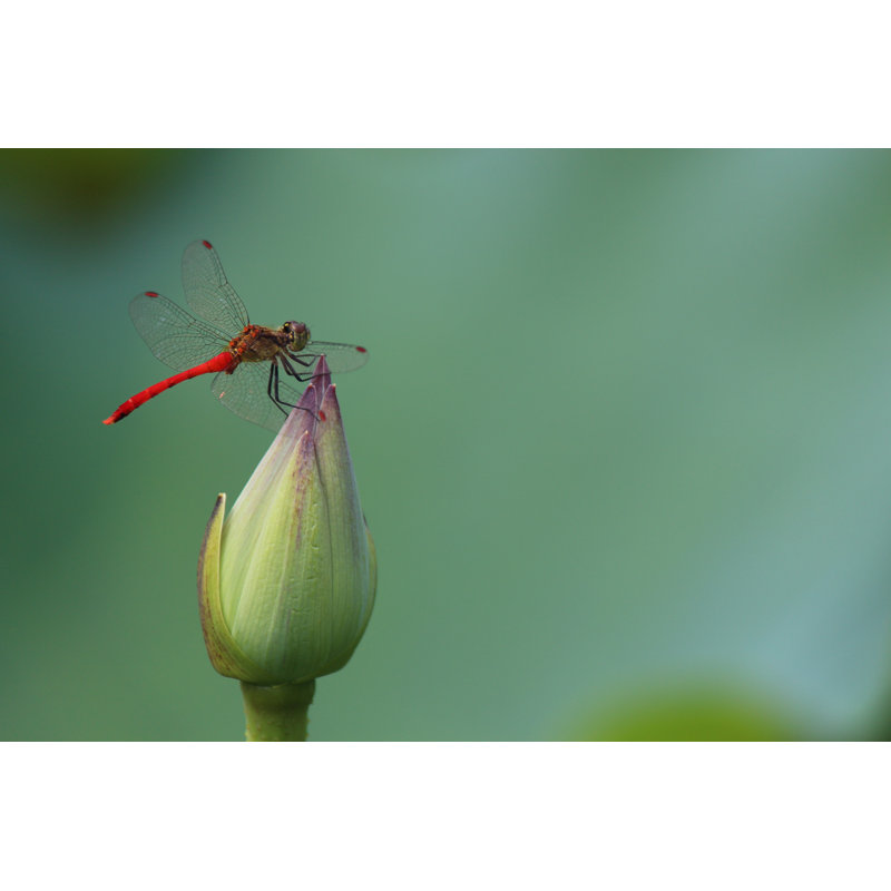 Dragonfly And Lotus - Wrapped Canvas Print, 30cm H x 46cm W x 3.8cm D