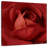 Harnek Sincere Red-109215343