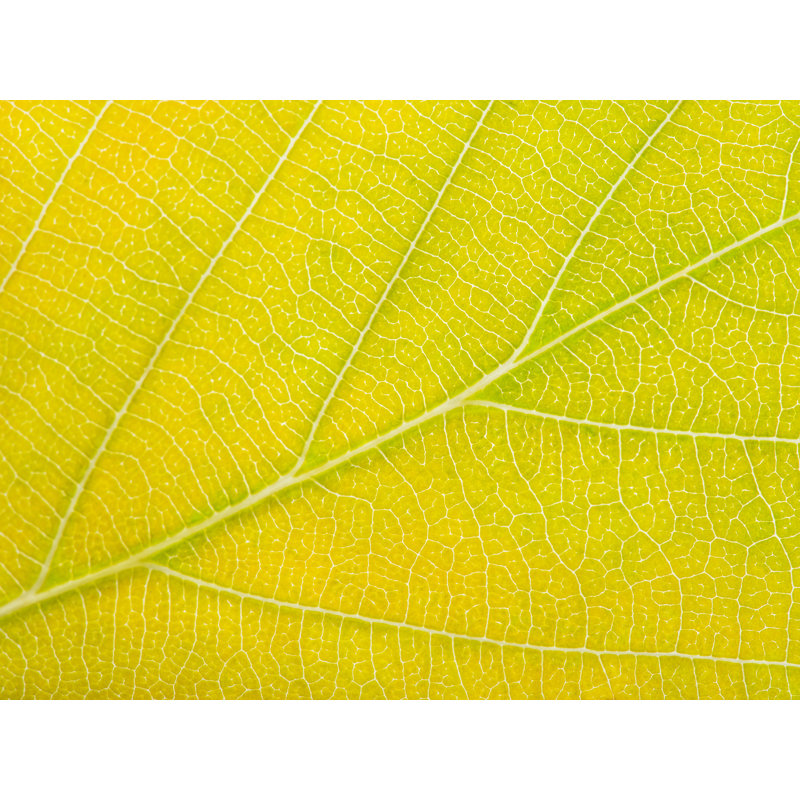 Feuille d'automne par Philippe Moisoux - impression, Toile avec cadre noir, 24" H x 32" W
