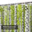 Rideau de douche Birch Forest Trees Spring Canada-1206932549