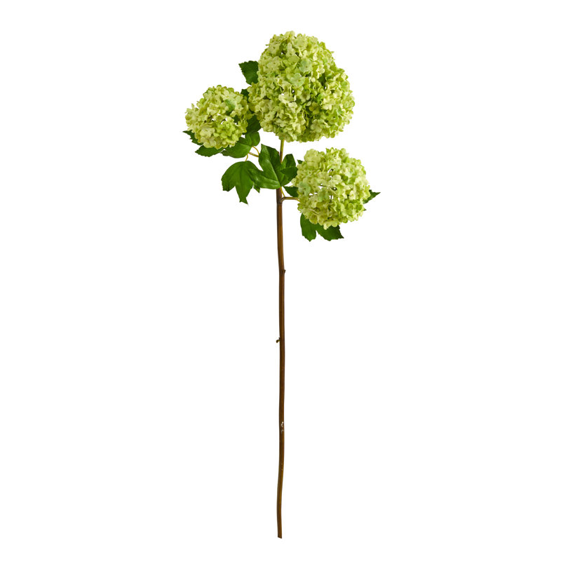 Tige d'hortensia boule de neige, Vert