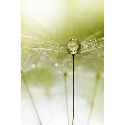 Dandelion and Dew by Thomasvogel