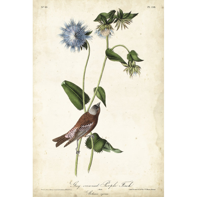 Grey Crowned Purple Finch by John Audubon - Graphic Art, 122 cm H x 81 cm W, Wrapped Canvas