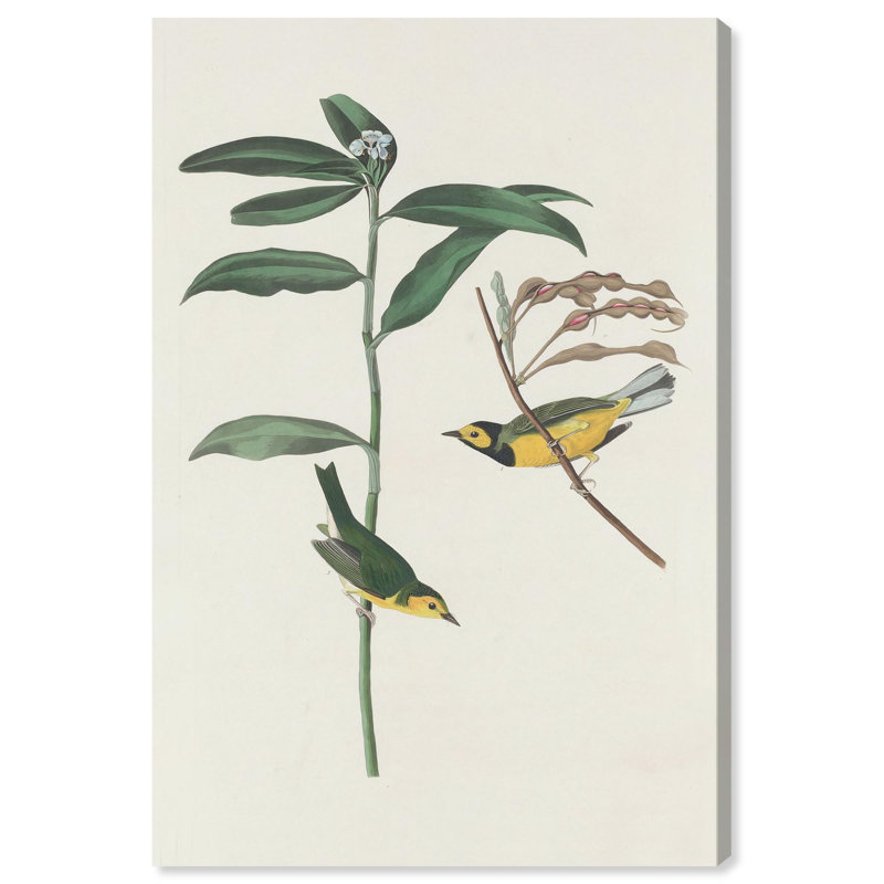 Art botanique par Art Remedy, impression sur toile, H 45 po x l 30 po, Gallery Wrapped