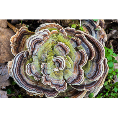 Arbre, champignon - photographie sur toile tendue
