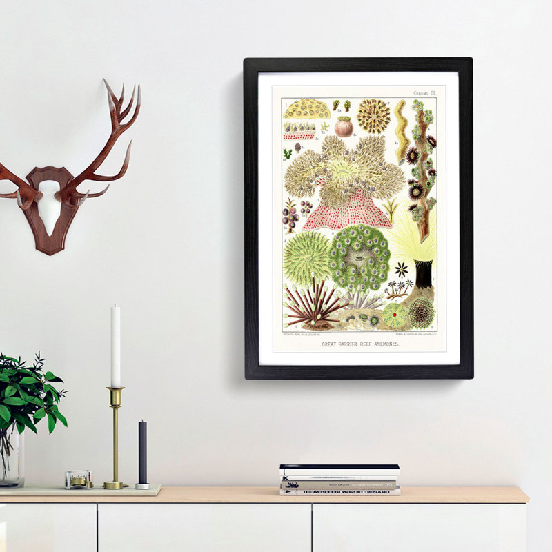 Great Barrier Reef Anemones by W. Saville-Kent - Framed Print, 36cm H x 27cm W x 2cm D, Black Framed