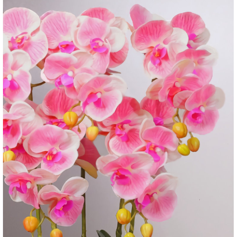 Orchidée papillon