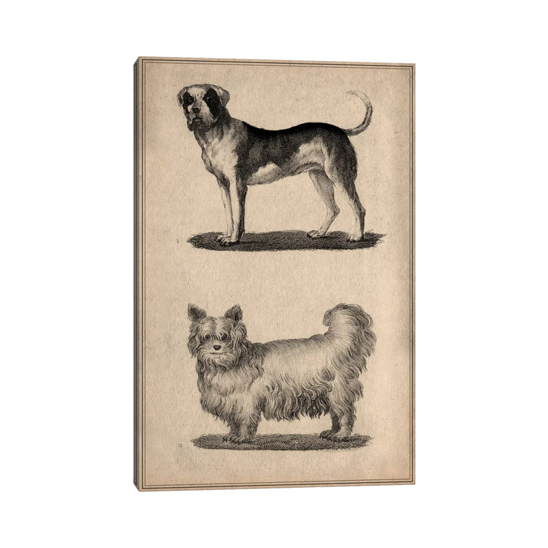Vintage French Dogs - Wrapped Canvas Print, 20.32 cm H x 30.48 cm W