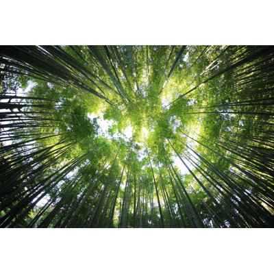 " Tall Trees, Forest Canopy, Looking Straight Up, Sunlight, Circular "