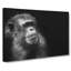 Ape in Abstract - Wrapped Canvas-55305809