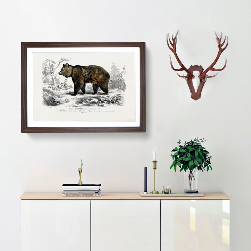 Brown Bear by Charles d'Orbigny - Picture Frame Painting Print, Walnut Framed, 27cm H x 36cm W x 2cm D