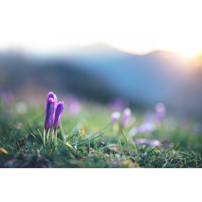 Crocus Flowers At Sunrise by Borchee - No Frame Print on Canvas