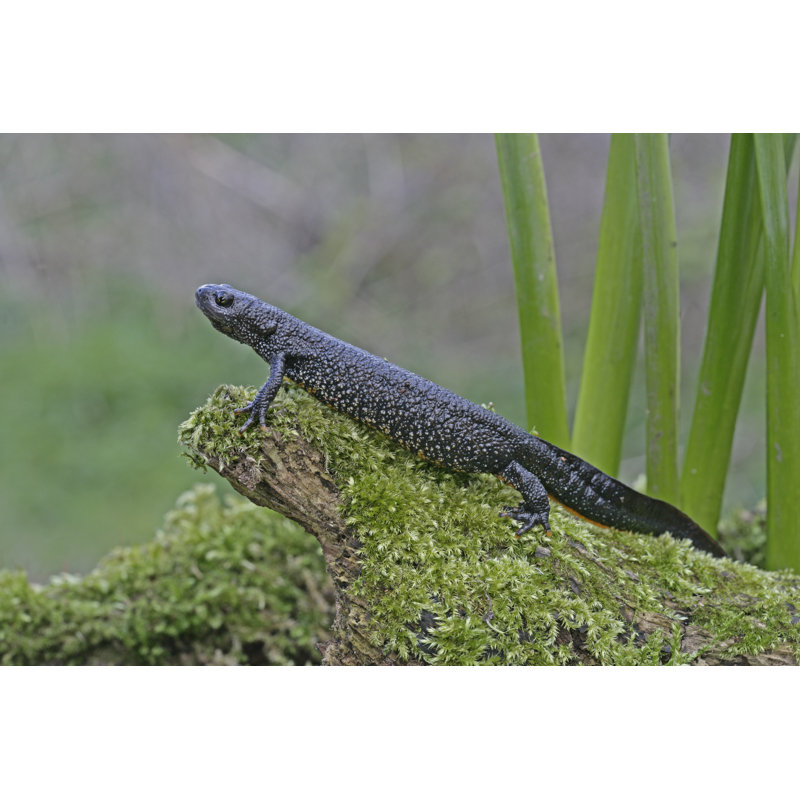 Great-Crested Newt - Wrapped Canvas Print, 20cm H x 30cm W