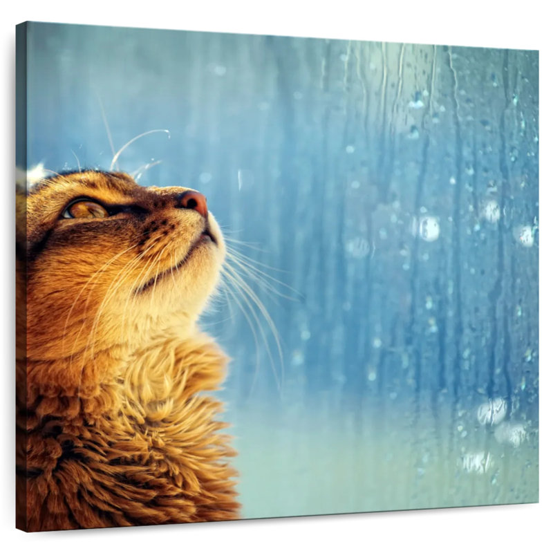 Brampt Cat In A Window, 16" H x 16" W