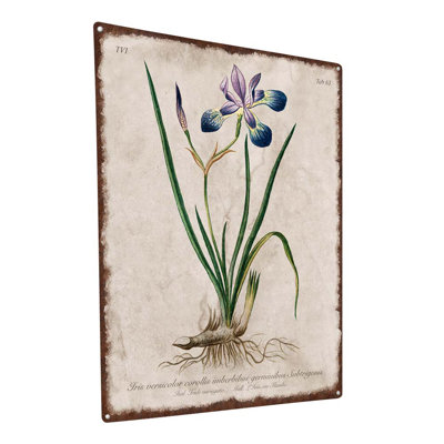 Illustration rétro de l'iris
