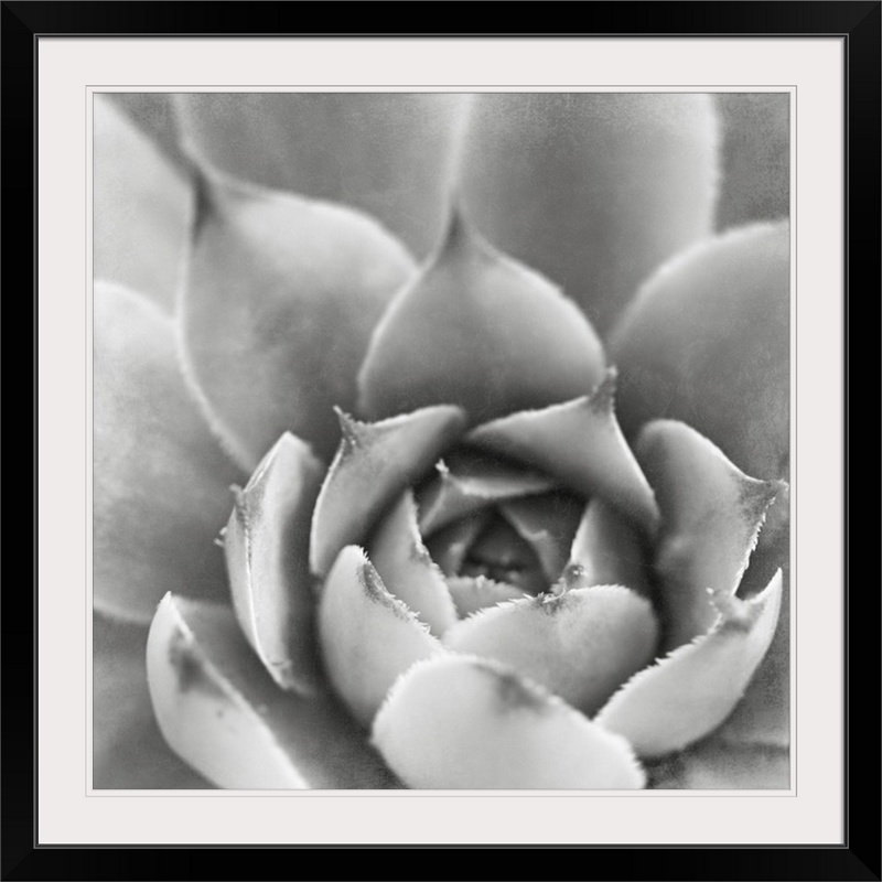« iii » par laura marshall, reproduction de photo Garden Succulent, Cadre noir, H 38 po x l 38 po x P 1 po