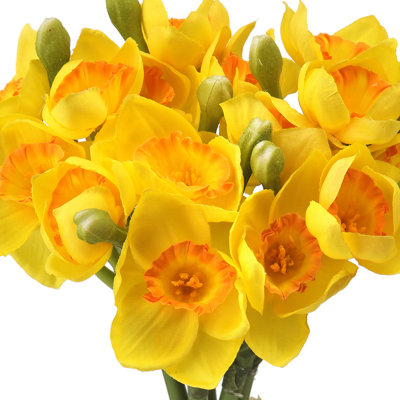 12" Narcissus Bundle