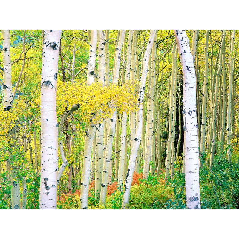 Autumn Aspen Grove Print by Bruce Heinemann, Wrapped Canvas, No Mat, 24" H x 32" W
