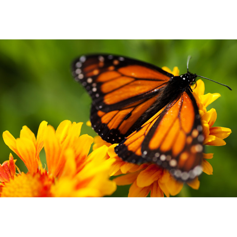 Monarch Butterfly - Wrapped Canvas Print, 30cm H x 46cm W x 3.8cm D