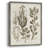 Sepia Botanical Journal VIII Framed Print - Solid Wood-774634181